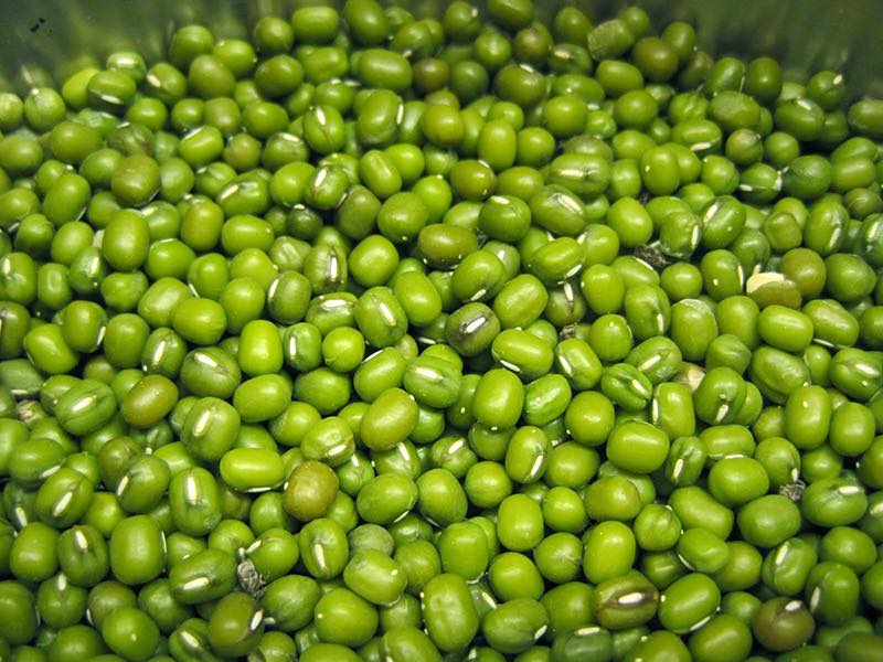 ĐẬU XANH TRỊ CHỨNG THƯƠNG HÀN – TRỊ CHỨNG THỔ TẢ – TRỊ CHỨNG ĐAU TỨC VÙNG THƯỢNG VỊ – TRỊ CHỨNG GIỜI LEO