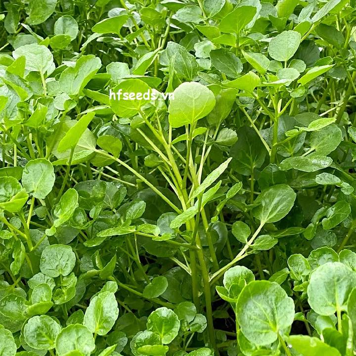 CẢI XOONG CHỮA THANH NHIỆT – SẠN MẬT, SẠN THẬN – VIÊM PHẾ QUẢN – LAO PHỔI – TIỂU ĐƯỜNG