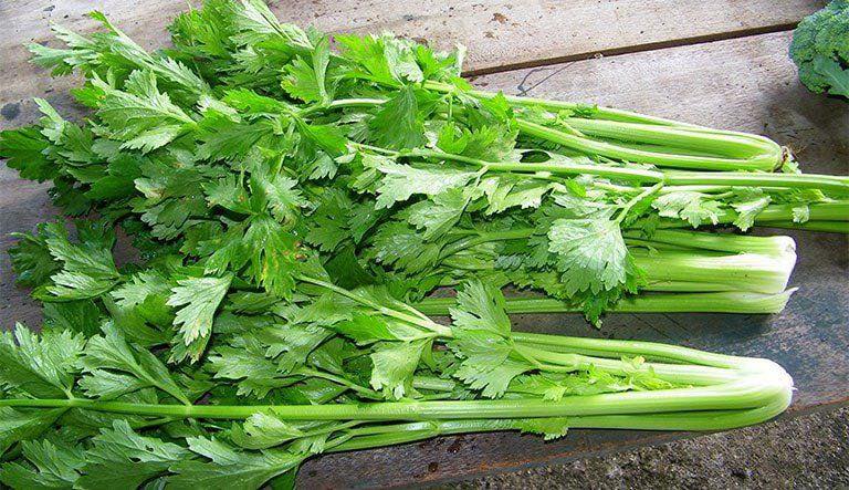 CẦN TÂY TRỊ NƯỚC TIỂU ĐỤC – CAO HUYẾT ÁP – PHONG THẤP – VIÊM HỌNG, LỞ LOÉT MIỆNG