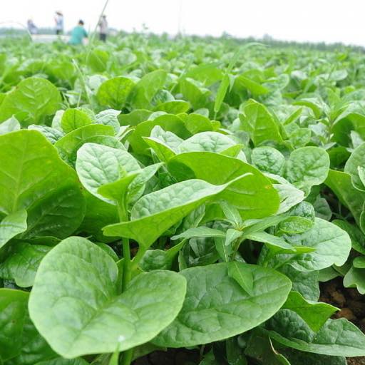 MỒNG TƠI TRỊ CHỨNG TÁO BÓN NÓNG RUỘT – TRỊ SƯNG TRĨ – TRỊ HƠI THỞ NÓNG KHÓ CHỊU