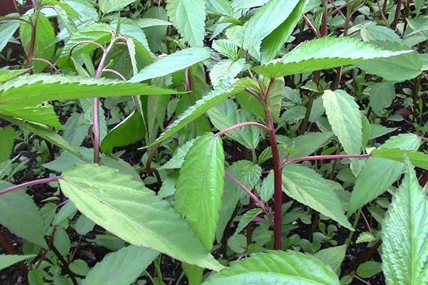 RAY ĐAY TRỊ SUYỄN – PHÙ THŨNG – TÁO BÓN – BÍ TIỂU