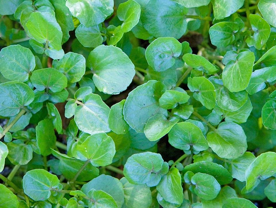 CẢI XOONG CHỮA HO LAO, SỎI MẬT- SỎI THẬN – NGĂN CHẶN UNG THƯ