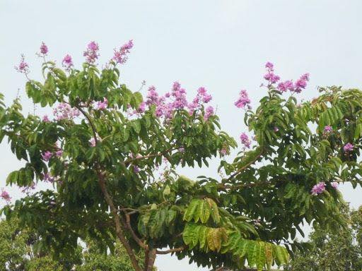 BẰNG LĂNG CHỮA TIÊU CHẢY – TIỂU ĐƯỜNG – GOUT