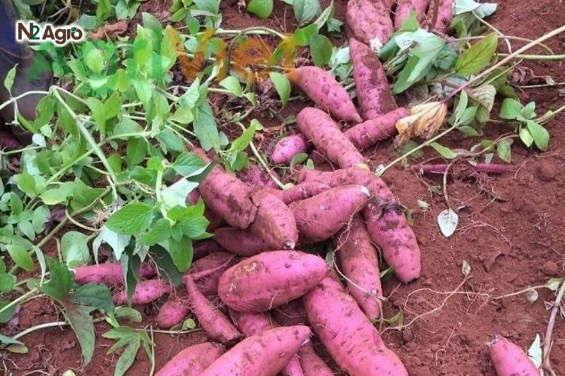 KHOAI LANG GIÚP MẮT SÁNG – GIẢM NGUY CƠ UNG THƯ – TRỊ TIỂU ĐƯỜNG – LOÃNG XƯƠNG