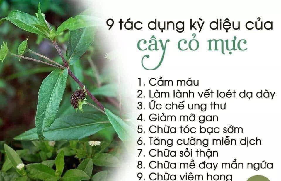 9 TÁC DỤNG KỲ DIỆU CỦA CÂY CỎ MỰC