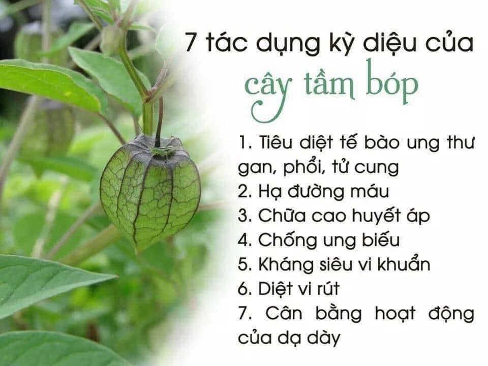 7 TÁC DỤNG KỲ DIỆU CỦA CÂY TẦM BÓP