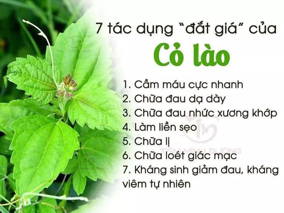 7 TÁC DỤNG ĐẮT GIÁ CỦA CỎ LÀO