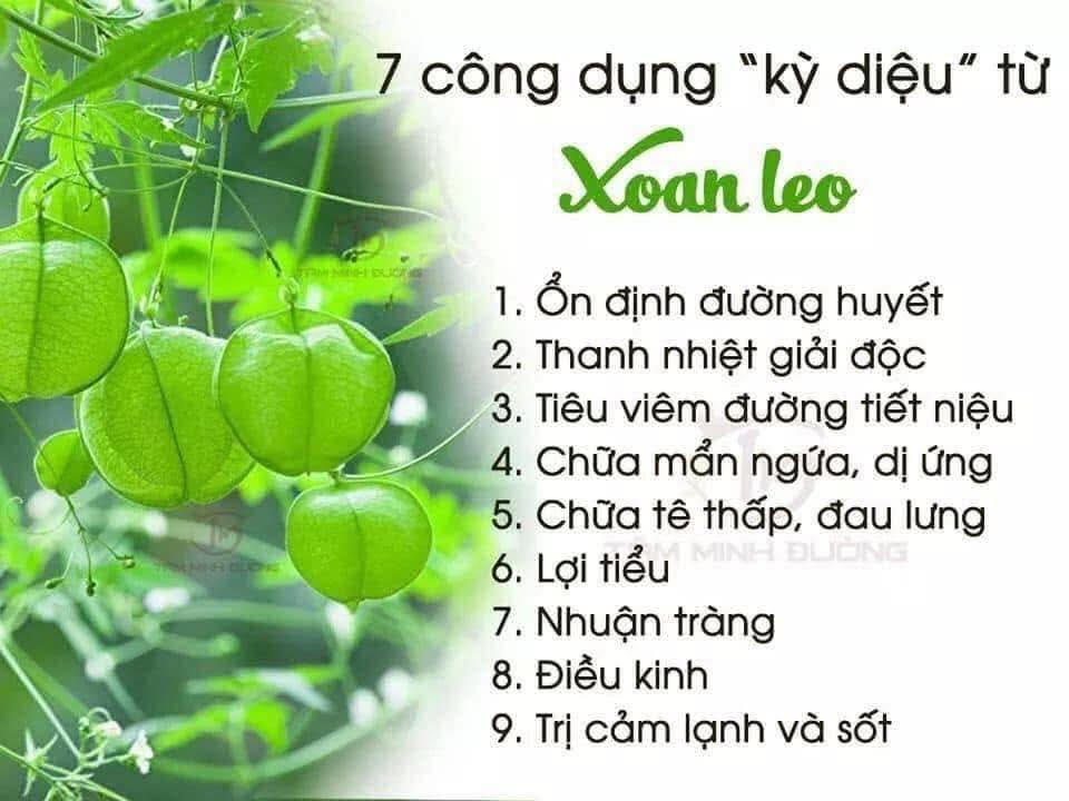 9 CÔNG DỤNG KỲ DIỆU CỦA XOAN LEO