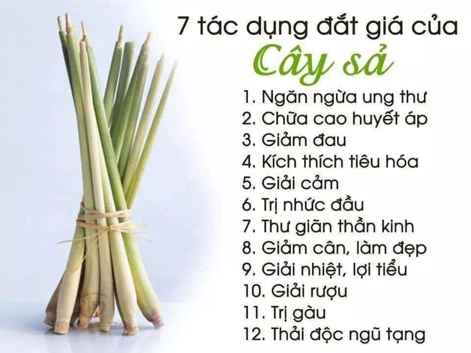 12 TÁC DỤNG ĐẮT GIÁ CỦA SẢ